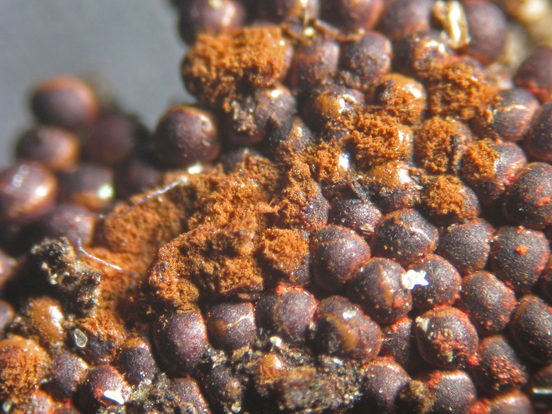 Metatrichia vesparium?